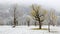 Frozen world~ Snow covered maple trees standing on the meadow