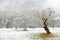 Frozen world~ Snow covered maple trees standing on the meadow