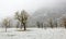 Frozen world~ Snow covered maple trees standing on the meadow