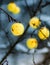 Frozen yellow apples left over winter in the tree