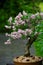 Fructiferous bonsai lilac in flowerpot