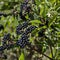 Fructus ebuli of Danewort thicket, poisonous bush or Sambucus ebulus