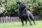 Frug dog sat on grass landscape