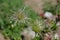Fruit of alpine pasqueflower or alpine anemone
