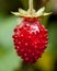 Fruit of the Alpine Strawberry