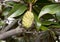 Fruit of Annona, in the pappaw/sugar apple family.