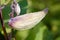 Fruit of Asclepias Syriaca