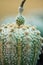 Fruit of Astrophytum cactus