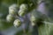 Fruit azerole buds, macro very close up