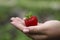 Fruit background. Side view of a strawberry on a female hand on a berry.