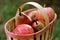 Fruit basket with apples and pears