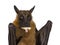 Fruit bat aka chiroptera on white background