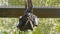 Fruit bat with the baby pressed to its body hanging upside down and looking at camera in zoo.