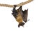 Fruit bat chiroptera on white background