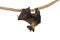 Fruit bat chiroptera on white background