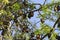 Fruit bat colony roosting in tree