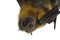 Fruit bat (flying fox) hanging upside down on whit