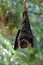 Fruit bat hanging in a tree