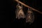 Fruit Bat (Rousettus aegyptiacus)