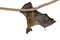 Fruit bat on white background