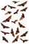 Fruit bats (flying foxes) composite