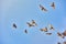 Fruit bats flying Palawan Philippines