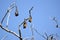The fruit bats are hanging on branches of trees