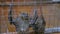 Fruit bats hanging in cage in zoo