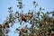 Fruit-bearing branches of apple-tree with red apples and leaves against blue sky