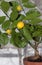 Fruit-bearing kalamodin (Citrofortunella microcarpa).