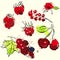 Fruit and berries illustration