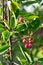 Fruit berries of shadbush shrub Amelanchier also known as serviceberry