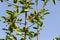 Fruit berries of shadbush shrub Amelanchier also known as serviceberry