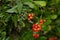 Fruit of the black bryony on Mljet island, Croatia