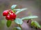 The fruit of the blooming lingonberry, macro shot