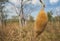 Fruit of Boab or baobab tree