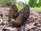 Fruit bodies of morchella, the true morels, edible mushrooms with honeycomb appearance growing in mulched wood