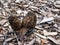 Fruit bodies of morchella, the true morels, edible mushrooms with honeycomb appearance growing in mulched wood