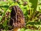 Fruit body of morchella, the true morels, edible mushrooms with honeycomb appearance growing in mulched wood