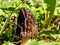 Fruit body of morchella, the true morels, edible mushrooms with honeycomb appearance growing in mulched wood