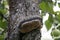 Fruit body of Phellinus igniarius fungus, parasitic on trunk of apple tree