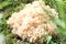 Fruit body of a RAM mushroom on green moss, close - up-concept of protection of rare mushrooms