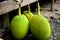 Fruit of a breadfruit - Artocarpus altilis, tree in a section. Jackfruit