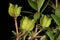 Fruit of Buchu (Agathosma crenulata), a popular herbal medicine from South Africa