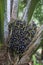 A fruit bunch of an oil palm tree at Kimanis Estate, Sabah, Malaysia