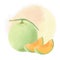 Fruit cantaloupe in watercolor illustration style