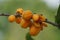 The fruit of Casearia velutina (Gossypiospermum, Synandrina)