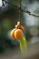 The fruit of Casearia velutina (Gossypiospermum, Synandrina)