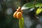 The fruit of Casearia velutina (Gossypiospermum, Synandrina)