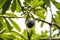 Fruit of a Cassowary plum, Cerbera floribunda